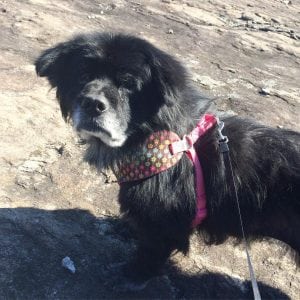 Dog Walking