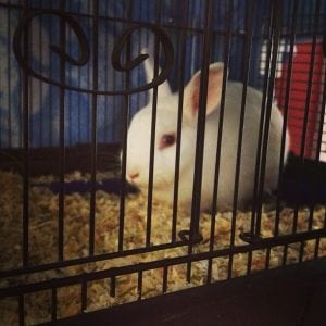 Caged Bunny
